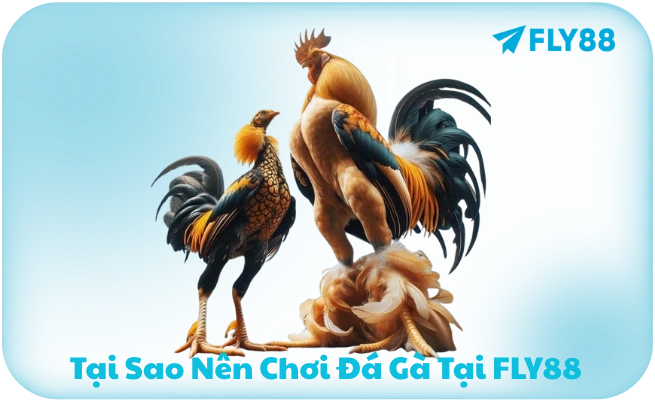 Tại sao nên chơi đá gà Fly88